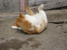 этот кот жил на Камчатке и в рыбе точно не нуждался....