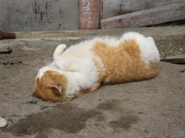 этот кот жил на Камчатке и в рыбе точно не нуждался....