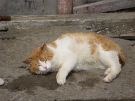 этот кот жил на Камчатке и в рыбе точно не нуждался....