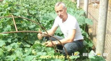 а с утра - на грядку с огурцами!