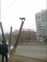 Субботняя подборка приколов