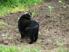 Знаю одного такого кота. Здоровенный как конь, а по столбам запросто