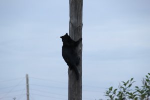 Знаю одного такого кота. Здоровенный как конь, а по столбам запросто