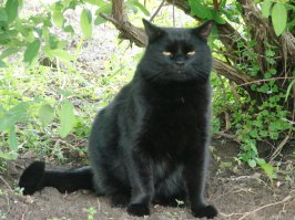 Знаю одного такого кота. Здоровенный как конь, а по столбам запросто