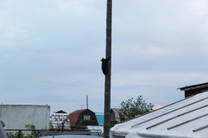 Знаю одного такого кота. Здоровенный как конь, а по столбам запросто