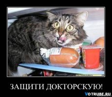 Котики, которых застали врасплох