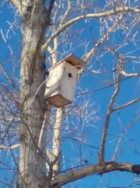 20 самых впечатляющих домиков на деревьях в мире