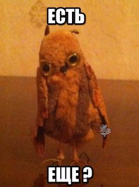 Смешные совы