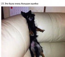 Животные, попавшие в трудную ситуацию