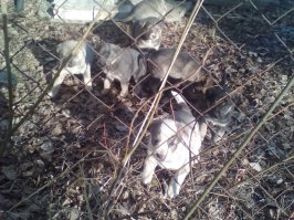 Мне бы тоже этих куда нибудь приютить.