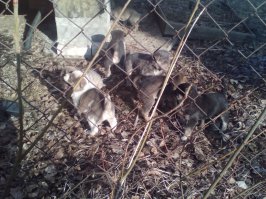 Мне бы тоже этих куда нибудь приютить.