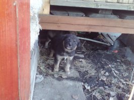 Мне бы тоже этих куда нибудь приютить.