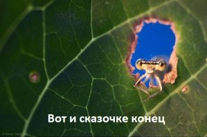  Про охотников и немцев