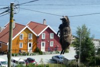 Животные, попавшие в трудную ситуацию