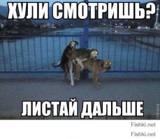 Животные, попавшие в трудную ситуацию