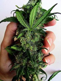 Ужасно красиво-убойная фотограыия