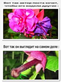 Великобритания: ожидание и реальность