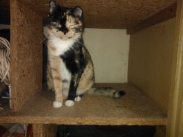 Она только это и ест. И ничего больше. Проверено!