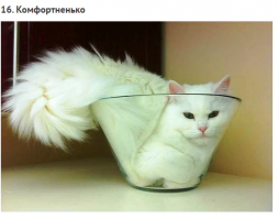 Жидкость принимает форму соосуда в котором находится. 
Вывод:
Коты - это жидкость