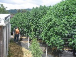 Я знал! Я всегда знал, что конопля - это дерево!