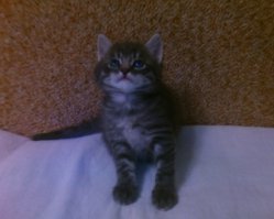 Я тоже не заводили 7 лет, но решился =) Теперь в доме живет пушистое 4-х месячное пепельное чудо с характером "оторви и выброси" ! Но ни на секунду не пожалел о своем решении =))