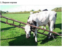 корова с одним выменем? жжешь)) это бычок))