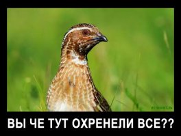  Про охотников и немцев