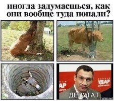 Животные, попавшие в трудную ситуацию