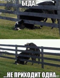 Животные, попавшие в трудную ситуацию