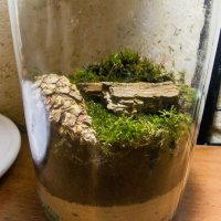 было дело - тоже заморочился этой идеей.  теперь стоит на столе - радует глаз.  вот думаю теперь сделать замкнутую экосистему из водорослей