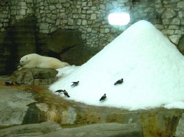 Вороны – завсегдатаи вольера с белым медведем. Дюже любят они с горки кататься :)