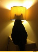 Даже кот отвернулся: