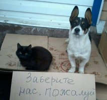 Уфимцы,помогите парочке неразлучных друзей найти дом и любящего,заботливого хозяина