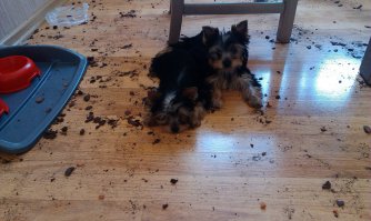 За 3 часа?! Такая большая соба?!.....мои.. минут за 20, пока я мылась в душе.......скучали сильно, развлеклись...устали