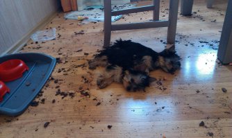 За 3 часа?! Такая большая соба?!.....мои.. минут за 20, пока я мылась в душе.......скучали сильно, развлеклись...устали