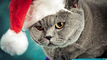 Котэ не в восторге от своей шапки