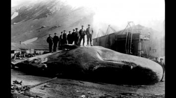 “Этот невероятный случай произошел в 1891 году, когда английское судно «Звезда Востока» занималось китобойным промыслом в районе Фолклендских островов. В один из дней с судна заметили огромного кашалота, метким выстрелом животное поразили прямо в голову. Раненый кашалот нырнул в пучину, а с судна спустили две шлюпки

“Для моряков оказалось полной неожиданностью, когда внезапно вынырнувший кашалот вдруг проявил невиданную для своего ранения активность. Мощным ударом огромного хвоста он буквально в щепки разнес одну из шлюпок

Несмотря на добычу, настроение у китобоев было хуже некуда, ведь команда разбитой кашалотом шлюпки недосчиталась двух человек. Скорее всего, оглушенные ударом хвоста смертельно раненного гиганта они захлебнулись и утонули. Капитан сделал в судовом журнале запись о гибели двух моряков, китобои помянули погибших товарищей, выпив по чарке виски. 

Заниматься добычей не было ни сил, ни настроения. Разделкой кашалота весом в 40 тонн занялись только через 15 часов.

Процедура разделки туши неожиданно прервалась, когда китобои дошли до желудка гиганта. В нем явно кто-то шевелился! Желудок осторожно вскрыли и вдруг увидели скрюченное, покрытое слизью человеческое тело. Это был Джеймс Бартли, один из двух китобоев, которые пропали во время схватки с кашалотом. Несчастного, чей пульс еле-еле прощупывался, быстро обмыли от слизи, растерли спиртом и укутали одеялами. Только через три недели Джеймс, который 15 часов как был записан в покойники, наконец-то пришел в себя.

Полностью поседевший Бартли рассказал, что даже не понял, как после крушения шлюпки он оказался в глотке кашалота. Просто вдруг стало жутко темно, а его тело опускалось вниз по какой-то пульсирующей скользкой трубе. Жуткая вонь и недостаток воздуха буквально сводили с ума. Его отчаянные попытки выбраться наружу к успеху не привели, он потерял сознание. Время от времени Джеймс приходил в себя, но тут же снова проваливался в забытье.

Когда Бартли очнулся в каюте, он долго не мог сообразить, что же с ним случилось — побывал ли он в аду или весь этот кошмар ему только приснился. 15 часов в брюхе кашалота, к счастью, обошлись без плохих последствий для его здоровья. Джеймс еще долгие годы плавал по морям, благополучно прошел всю Первую мировую войну, вырастил много детей.

Надо отметить, что случай с разбитой шлюпкой «Звезды Востока» не является исключительным. Раненые кашалоты нередко проявляют большую агрессивность, они погубили немало моряков-китобоев и даже потопили несколько китобойных судов.