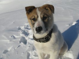 Детёныш  аборигенной лайки