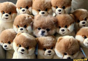 Настоящие мастера маскировки (10 фото)