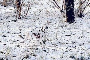 Настоящие мастера маскировки (10 фото)