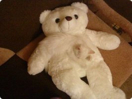 Настоящие мастера маскировки (10 фото)