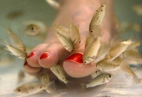 А как же злые пираньи :)