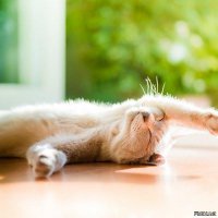 Котейки в ожидании весны