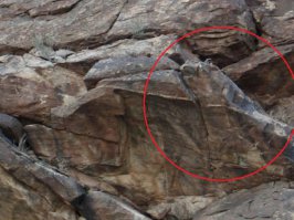 Бегемот пытается залезть на скалу.