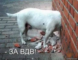 Самые жестокие нападения зверей на человека