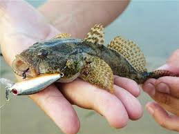 Парни...харэ)))))) СЕГОДНЯ ВЕЧЕРОМ ЕДУ ЗА ДРУГИМ КРЫМСКИМ ДЕЛИКАТЕСОМ. Бычком Азовским.