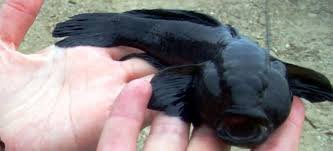 Парни...харэ)))))) СЕГОДНЯ ВЕЧЕРОМ ЕДУ ЗА ДРУГИМ КРЫМСКИМ ДЕЛИКАТЕСОМ. Бычком Азовским.