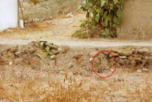 Настоящие мастера маскировки (10 фото)