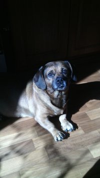 Портреты домашних животных написанные с учетом характера питомца  