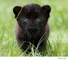 20 самых очаровательных детёнышей, которые растопят ваше сердце